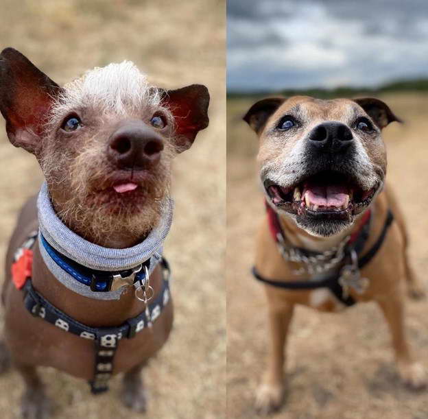 Chinese Crested Terrier Mix