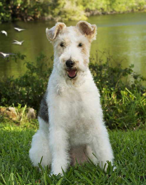 Craigslist Wire Haired Fox Terrier