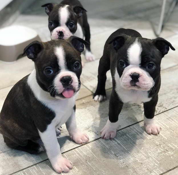 Cute Boston Terrier Puppies