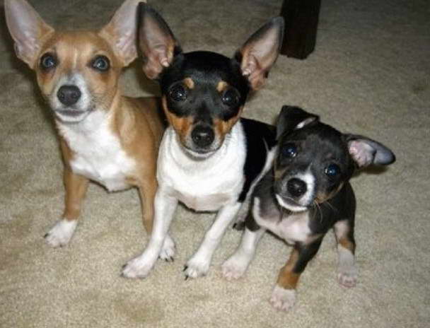 Decker Rat Terrier vs Rat Terrier