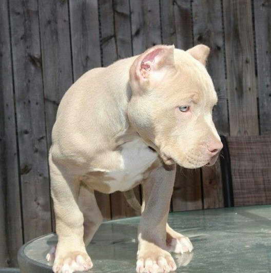 Fawn American Pit Bull Terrier