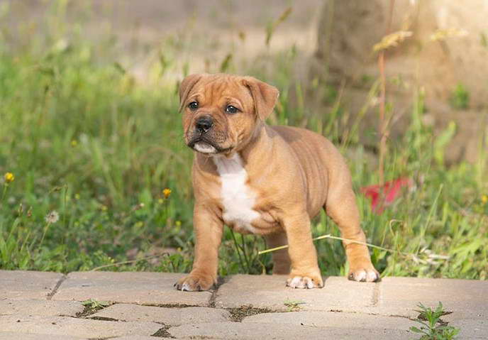 Fawn Staffordshire Bull Terrier