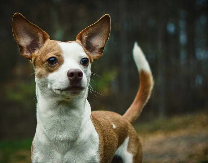 Fox Terrier Pitbull Mix