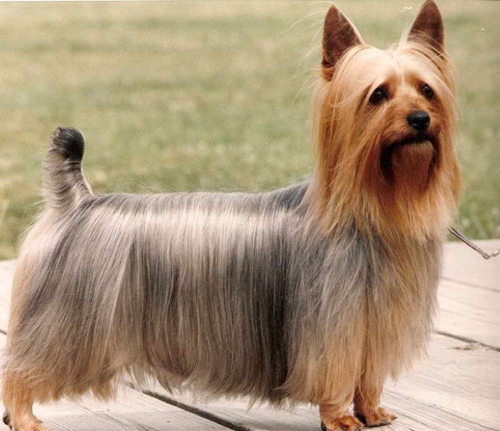 Fox Terrier Yorkie Mix