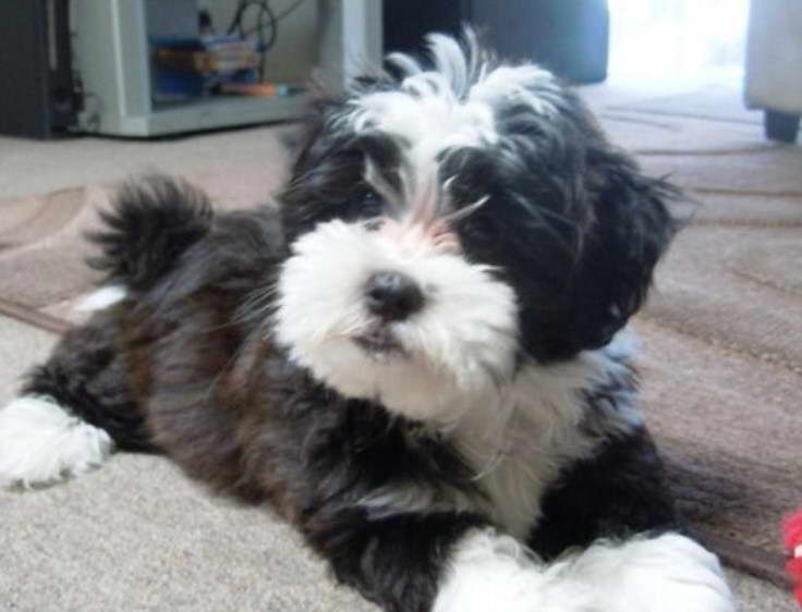 Full Grown Terrier Poodle Mix