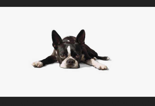 Funny Boston Terrier Pictures