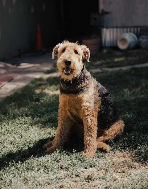 Giant Airedale Terrier