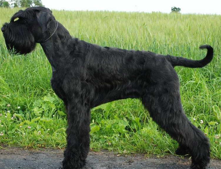 Giant Schnauzer Black Russian Terrier