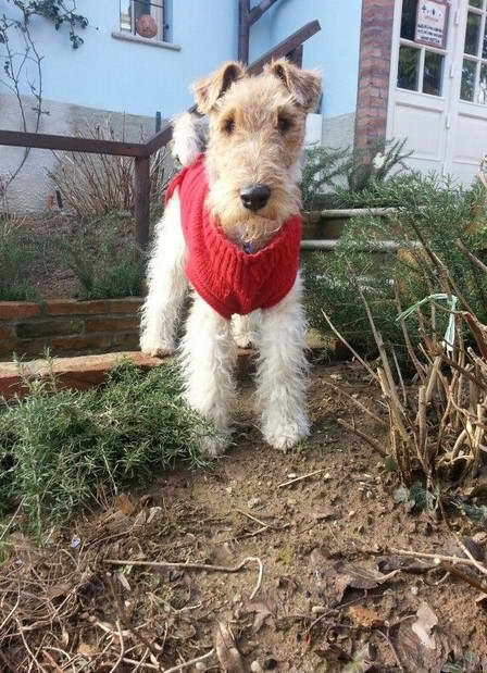 Ginger Wire Fox Terrier For Sale