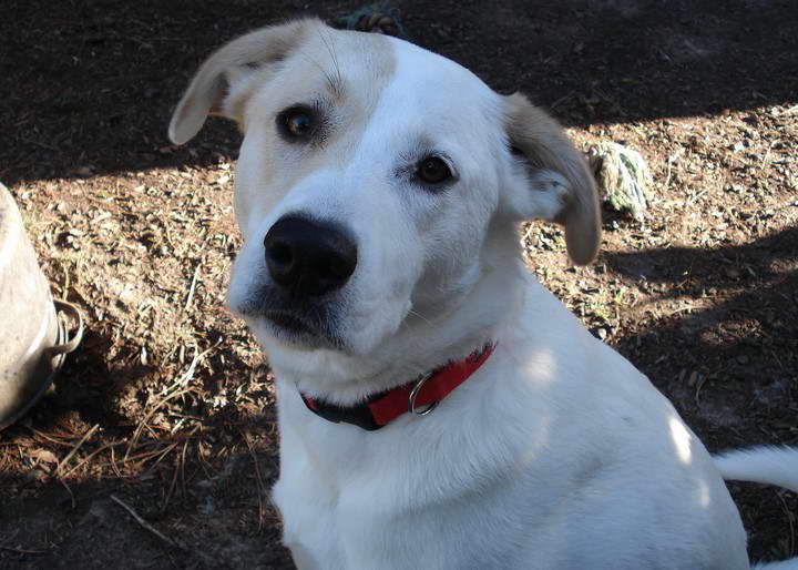 Great Pyrenees Terrier Mix