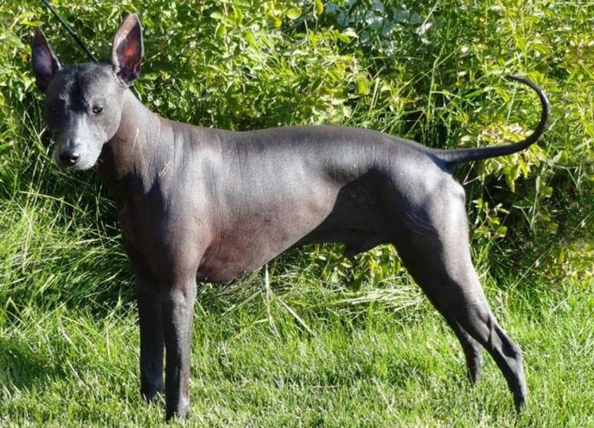 Hairless Terrier For Sale