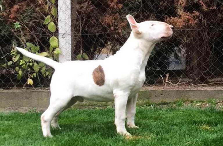 How Much Are Bull Terrier Puppies