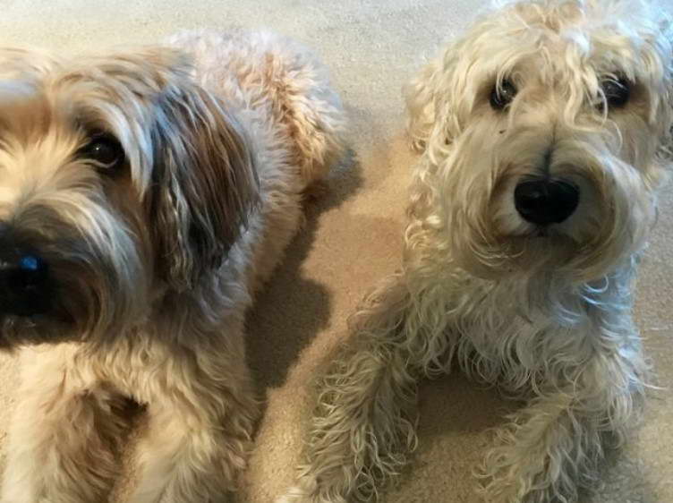 Irish Coated Wheaten Terrier