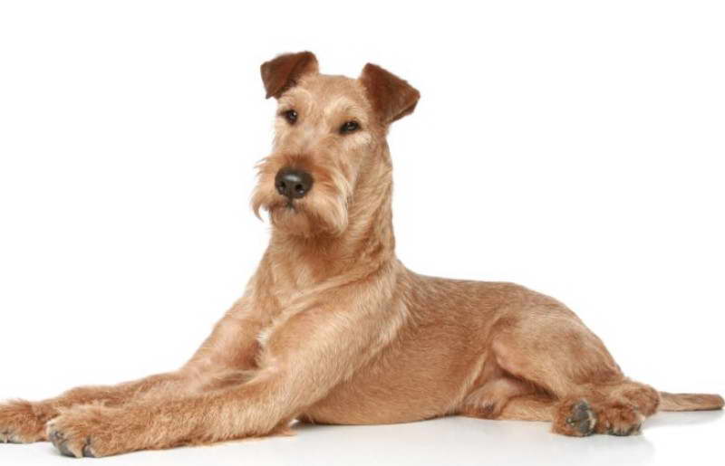 Irish Terrier Price