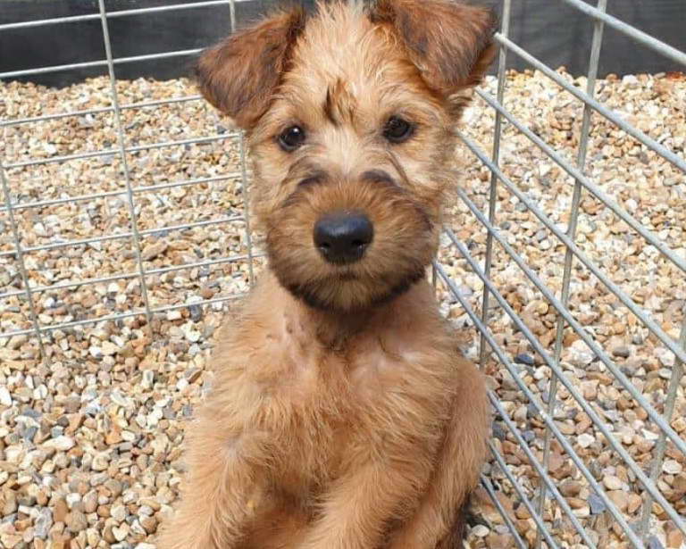 Irish Terrier Puppies for Sale Near Me