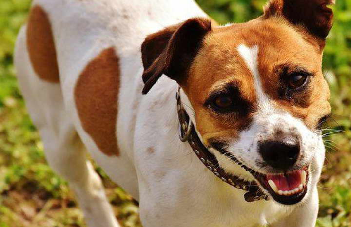 Jack Russell Terrier And Pitbull Mix