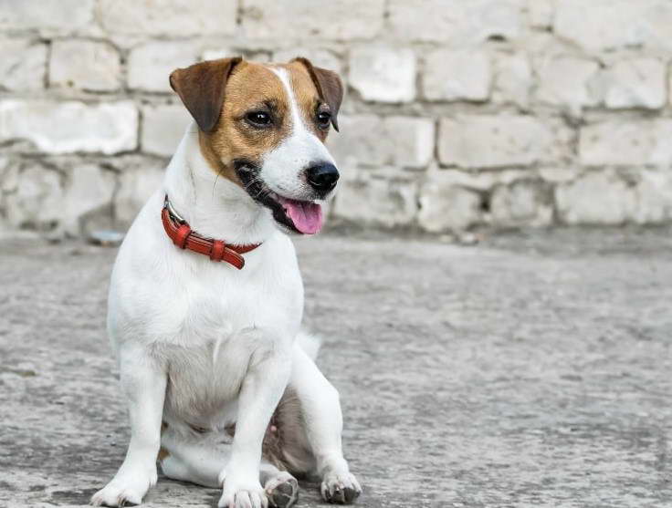 Jack Russell Terrier Husky Mix