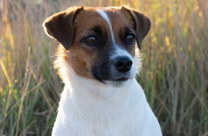 Jack Russell Terrier Mix Black and White