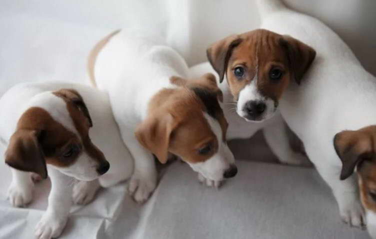 Jack Russell Terrier Names