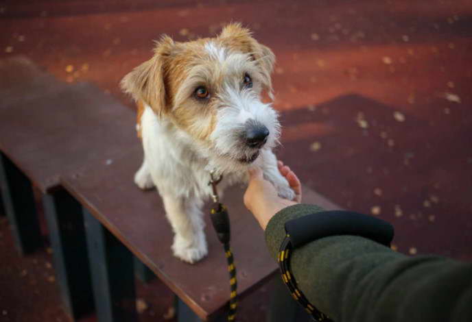 Jack Russell Terrier Training