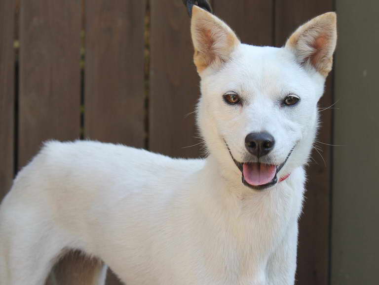 Jindo Terrier Mix