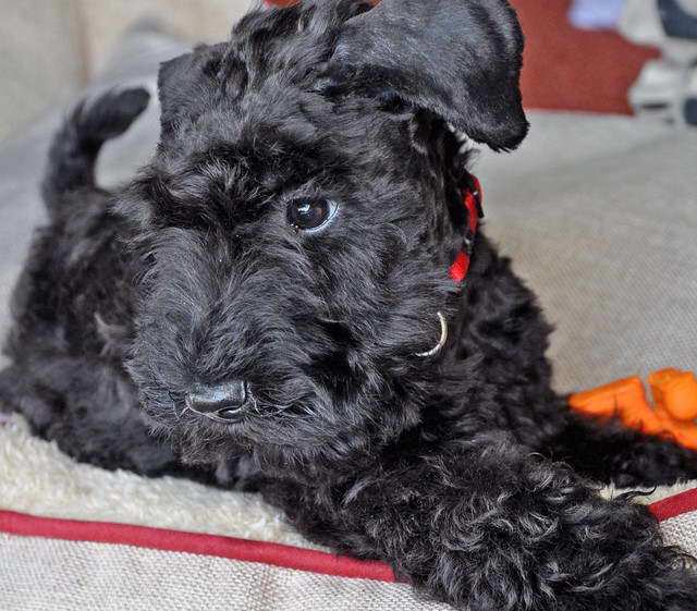 Kerry Blue Terrier For Sale