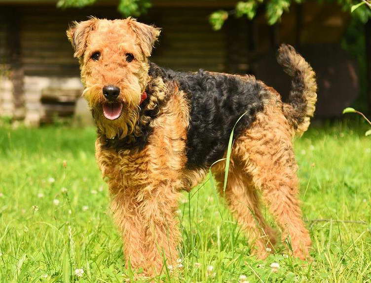 Lakeland Terrier Airedale Terrier