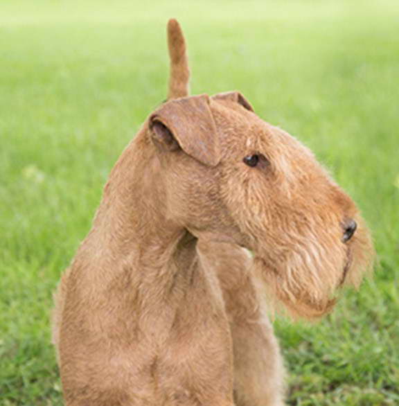 Lakeland Terrier Puppies For Sale