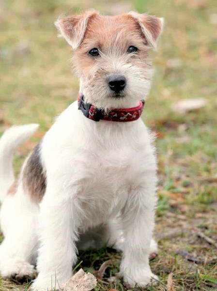 Long Haired Jack Russell Terrier Mix