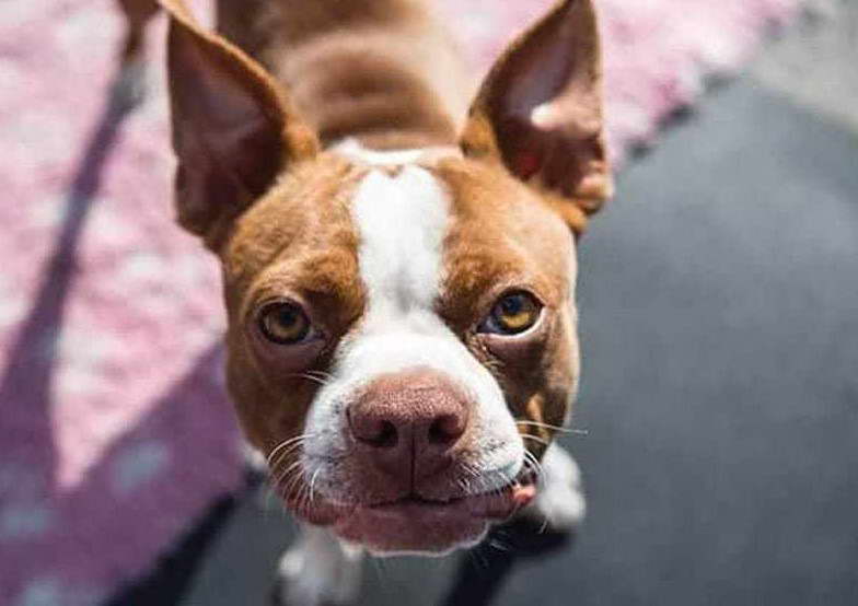 Male Boston Terrier Names