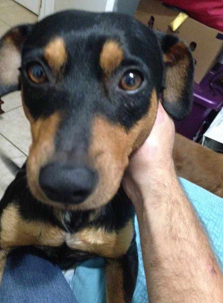 Manchester Terrier Dachshund Mix