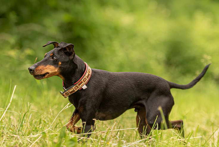 Manchester Terrier Price