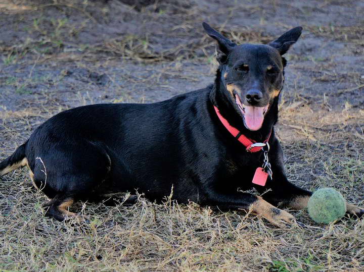 Manchester Terrier Puppies For Sale