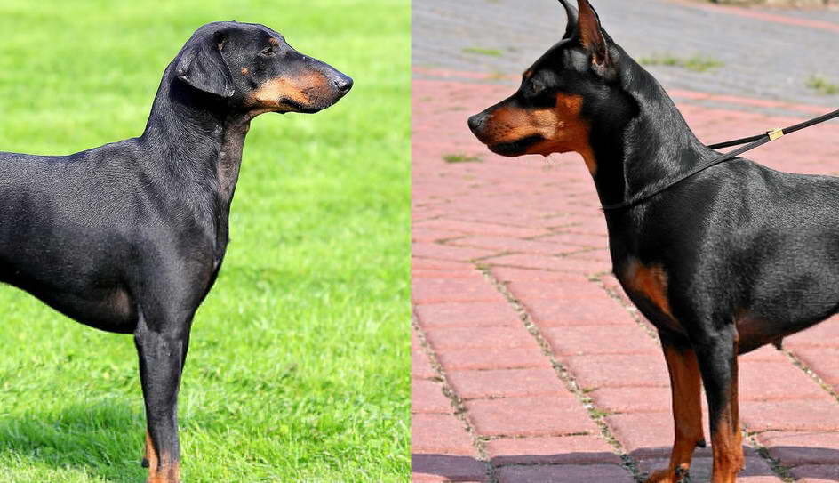 Manchester Terrier Vs Min Pin