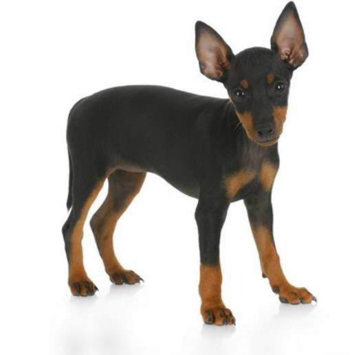 Mini Manchester Terrier