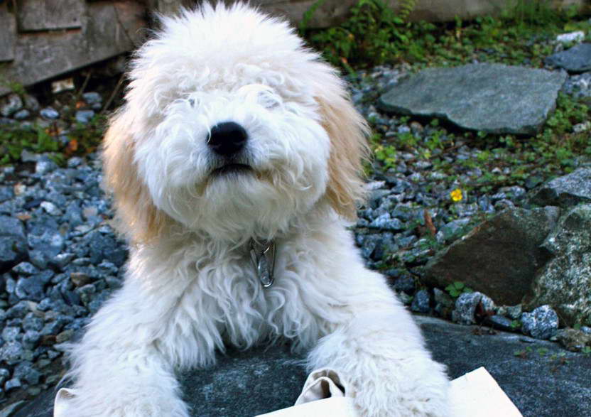 miniature wheaten terrier