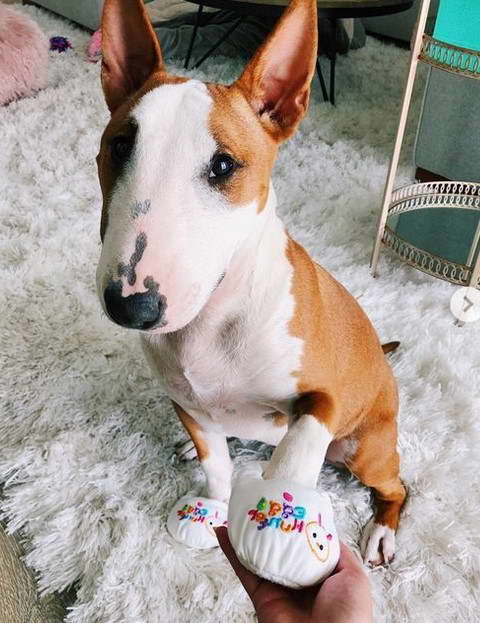 Moose Mini Bull Terrier