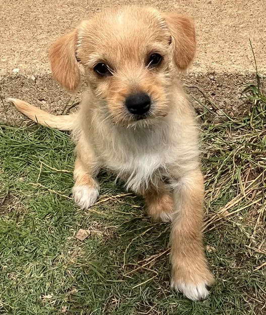 Norfolk Terrier Chihuahua Mix