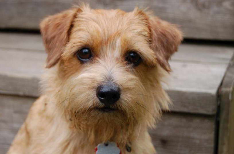 Norfolk Terrier Hypoallergenic