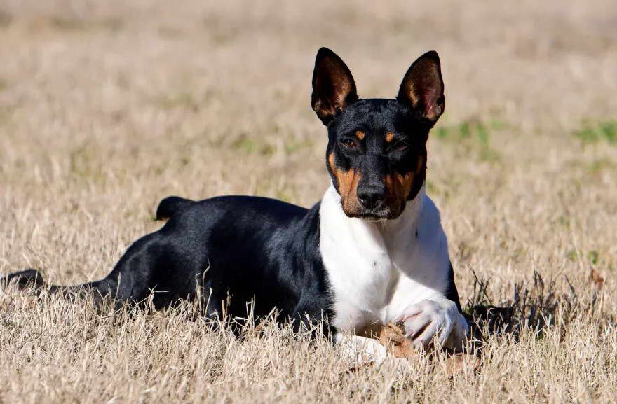 Old Dominion Terrier