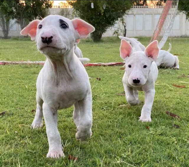 pakistani gull terrier