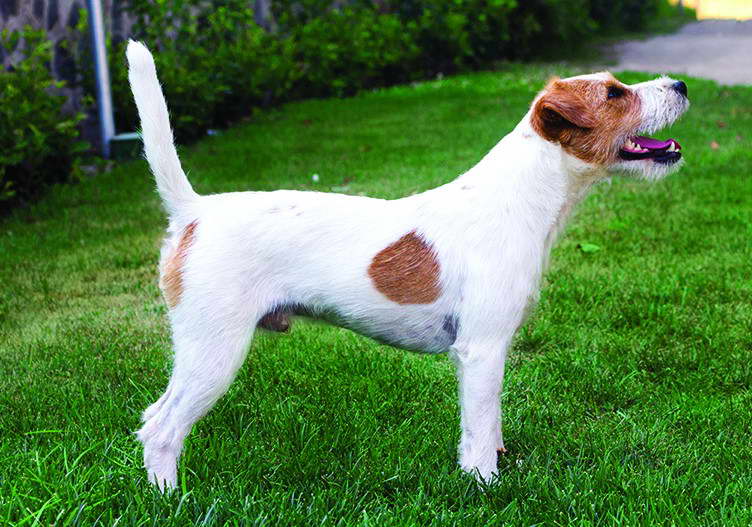 parson russell terrier breeders