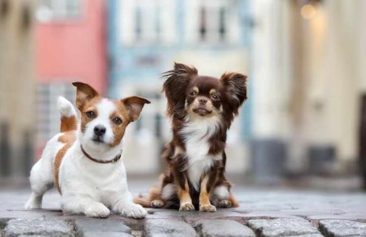 Parson Russell Terrier Chihuahua Mix