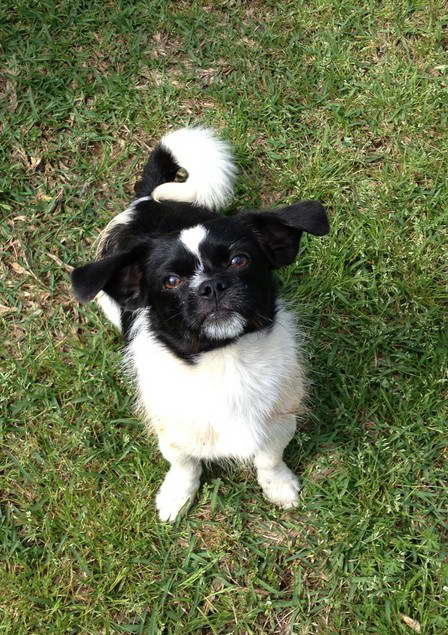 Pekingese Terrier Mix