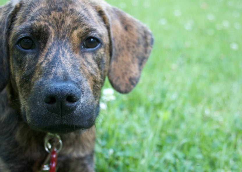 Plott Hound Terrier Mix