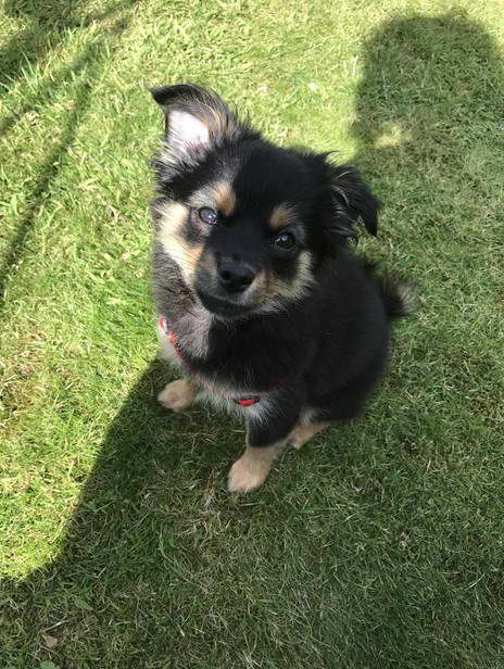 Pomeranian Chihuahua Terrier Mix