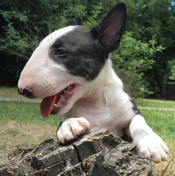 Rare Bull Terrier