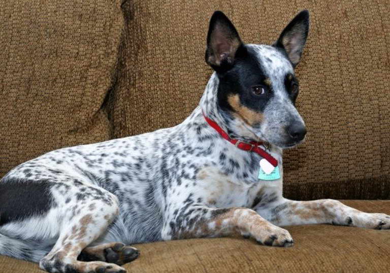 Rat Terrier Australian Cattle Dog Mix