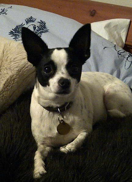 Rat Terrier Chihuahua Mix Black And White