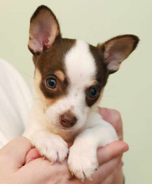 Rat Terrier Chihuahua Mix Puppies For Sale